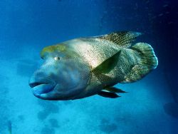 Napolean Wrasse, GBR Aust.He is called Phang,One of the l... by Joshua Miles 